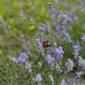 22_RC Campus-Garden